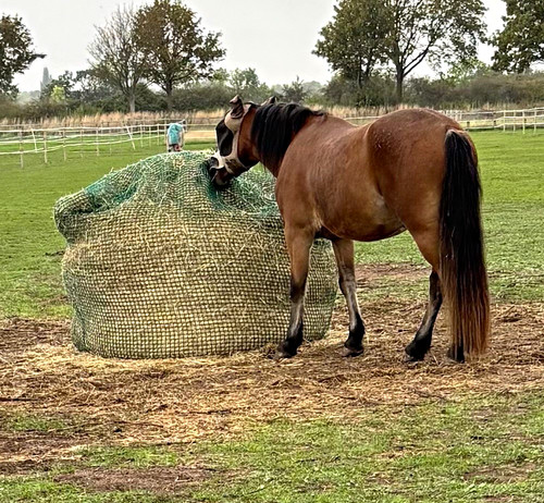 Large green round bale - bale, net