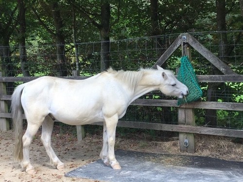 Haylage hay net - haylage,